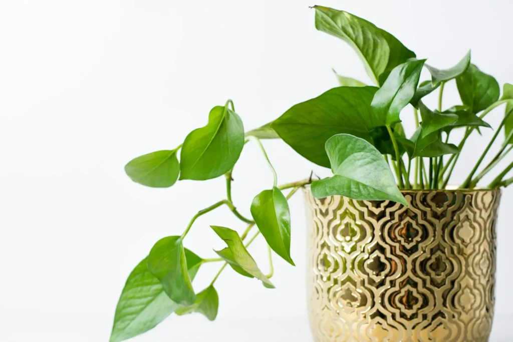 How to Propagate Pothos in Water