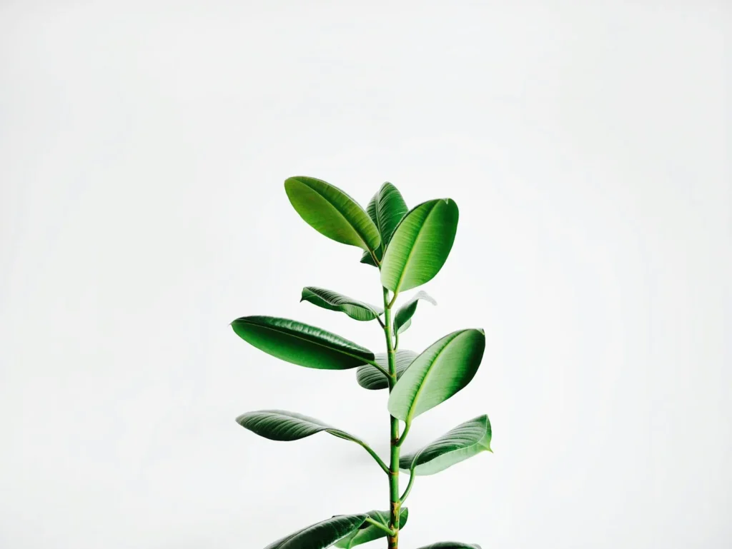 A green leaf with visible texture