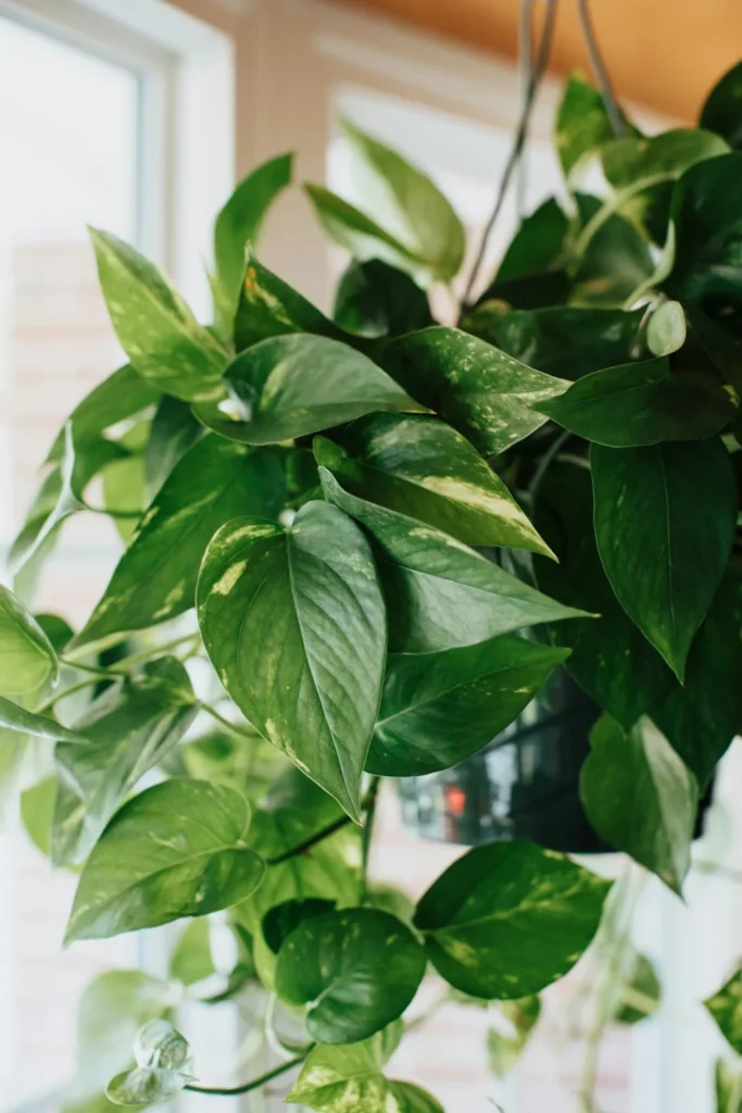 Fresh green pothos leaves
